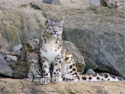 Фотообои Животные Леопарды Детеныш барс с мамой