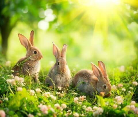 Фотошпалери Тварини Кролики Зайчики на галявинці