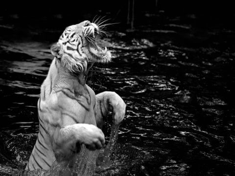 Фотошпалери Тварини Тигри Ричання тигра