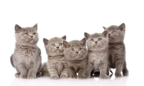 Фотошпалери Тварини Коти Сірі кошенята