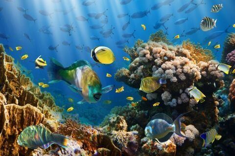 Фотообои Животные Морской мир Морской мир