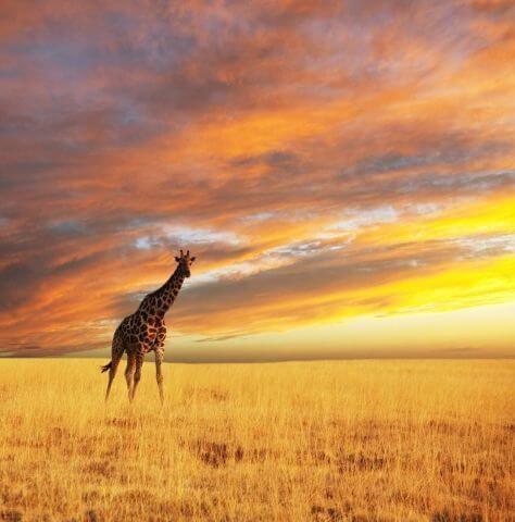 Фотошпалери Тварини Жирафи Жираф на тлі заходу