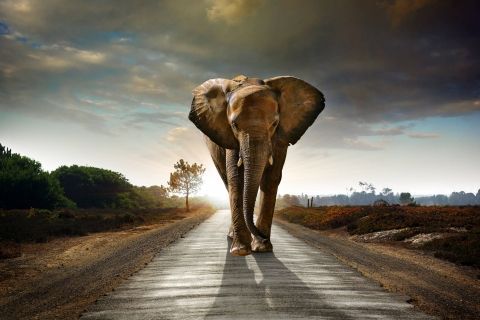 Фотошпалери Тварини Слони Слон на дорозі