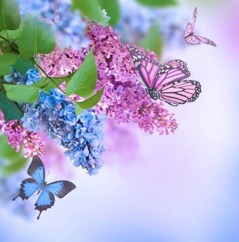 Фотошпалери Природа Метелики та сонечки Метелики на бузку
