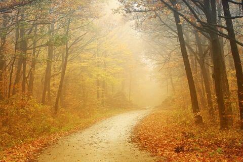 Фотошпалери Природа Ліс в тумані Туманна дорога