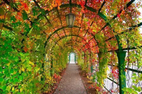 Фотообои Природа Балконы, веранды и арки Арка из листьев