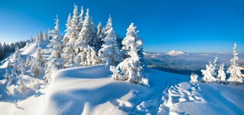 Фотошпалери Природа Зима Засніжені ялинки