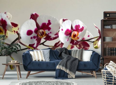 Фотообои орхидея в интерьере