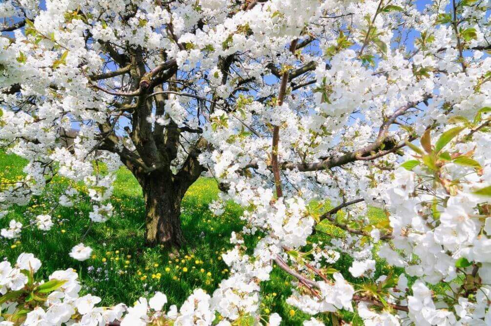 Фотообои Цветущее дерево • Тематика: цветущие деревья | Арт обои