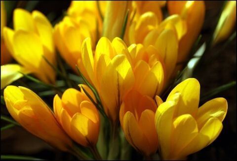 Фотообои Цветы Подснежники и крокусы Желтые крокусы