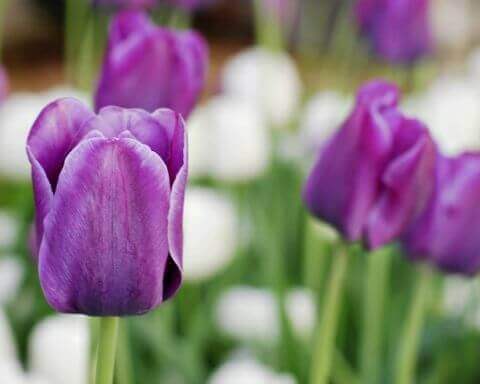Фотошпалери Квіти Тюльпани Бузкові тюльпани