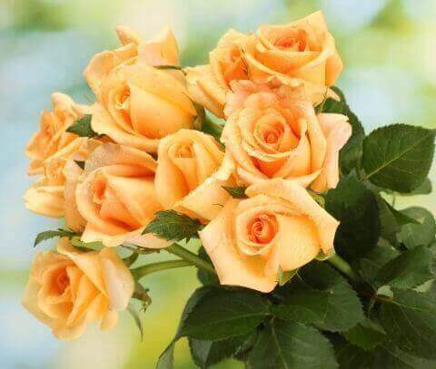 Фотообои Цветы Розы Букет цветов
