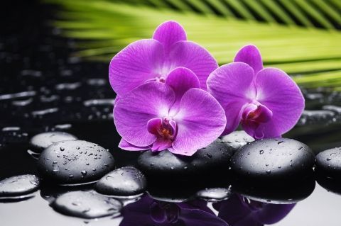 Фотообои Цветы Орхидеи Орхидеи на камнях