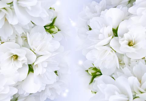 Фотообои Цветы На кухню Белые цветы на синем фоне