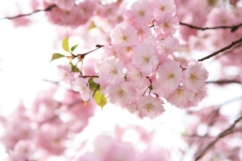 Фотообои Цветы Сакура Цветущая ветка